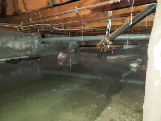 Best Mold removal after water damage  in Hudson, NY